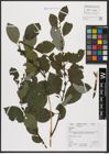 Foto von Salix caprea L.